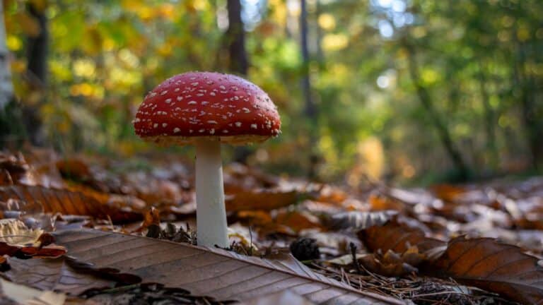 A mushroom growing in a forest.